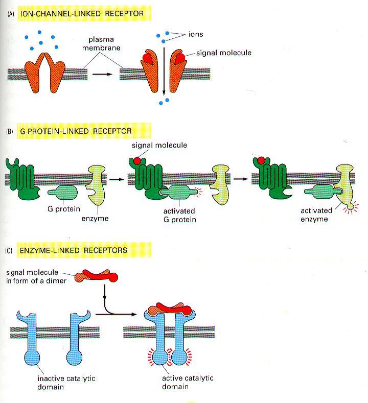Cell-surface receptors -large &/or hydrophilic ligands