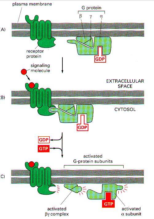 G-protein activation molecular switch (b) Ligand binds G-protein associates inactive (c) GDP-GTP