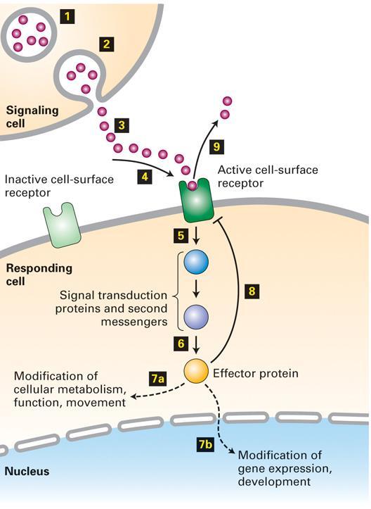 General Principles of Signal Transduction Signal transduction refers to the overall process of converting extracellular signals into intracellular
