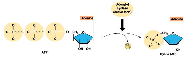 G-protein-GTP activation of Effector Enzyme adenylyl
