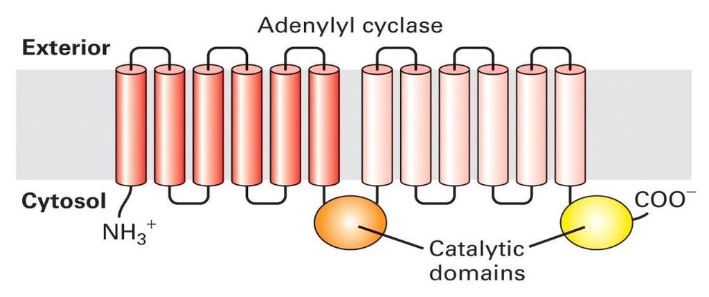 Adenylyl Cyclase & Protein Kinase A Adenylyl cyclase is an integral membrane protein that contains 12 transmembrane segments.