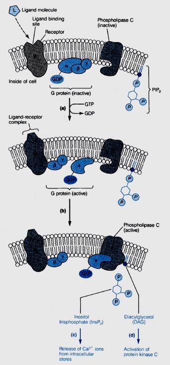 target effector enzyme is Phospholipase C PLC cleaves a membrane phospholipid (Phoshatidyl