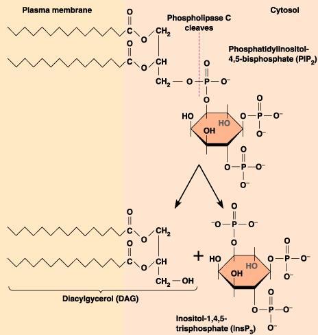 PIP 2 DAG Lipid Soluble