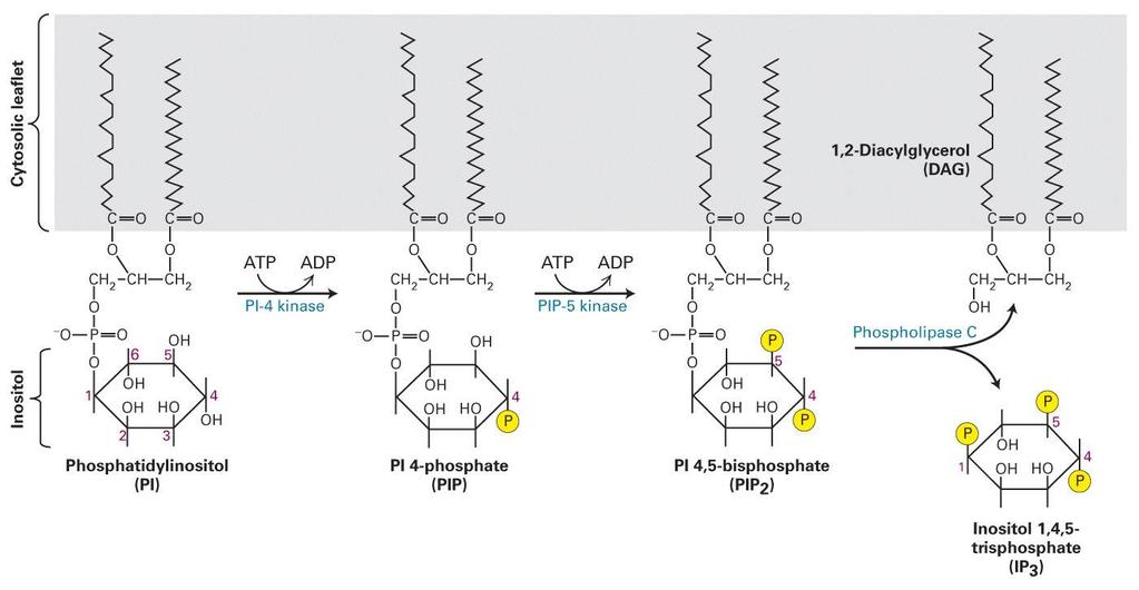 GPCRs That Activate Phospholipase C Another common GPCR signaling pathway involves the activation of phospholipase C (PLC).