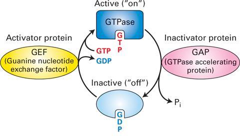 We will cover two classes of GTPase switch proteins-- trimeric (large) G proteins, and monomeric (small) G proteins.