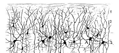 Dipolar representation of brain currents The signals picked up by scalp electrodes