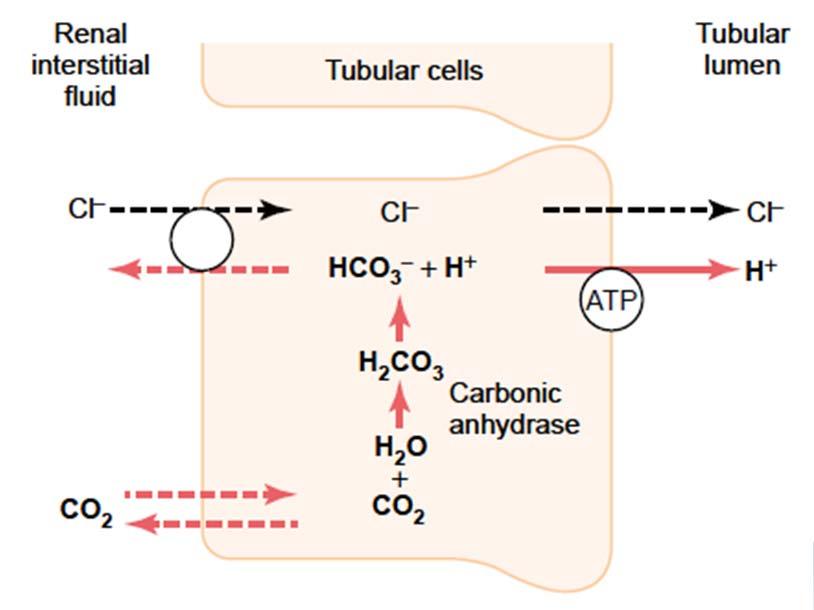 Acid-Base Balance and its Regulation Regulation of Acid-Base Balance by Kidneys 1) Secretion of H + 2)