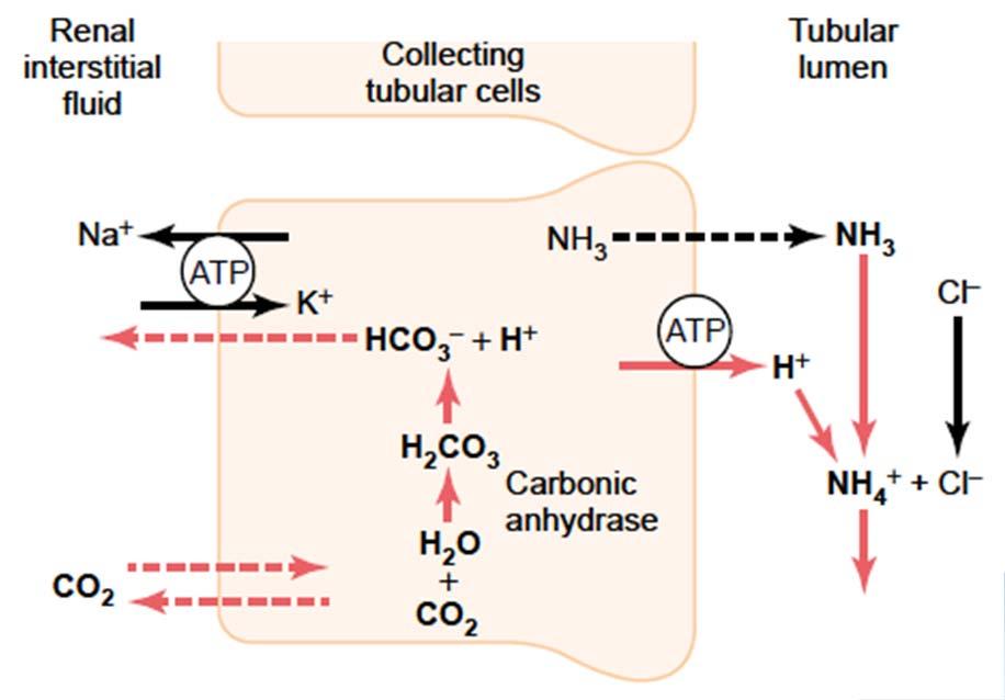 Acid-Base Balance and its Regulation Regulation of Acid-Base Balance by Kidneys 1) Secretion of H + 2) Reabsorption of HCO - 3 3) Produkce nového HCO 3 - Phosphate buffer (HPO 4 2-, H 2 PO 4- )