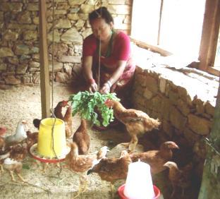 AAMA - Interventions AAMA model built on Nepal s highly successful Female Community Health Volunteer (FCHW) program, introduces incentives to sustain their motivation Village Model Farm served as