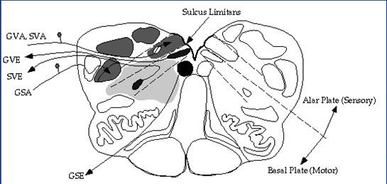 Anatomy of the Medulla