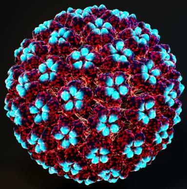 HUMAN PAPILLOMAVIRUS (HPV) HARALD ZUR HAUSEN ISOLATED HPV 16 IN 1983 HPV HPV Transmission Almost exclusively acquired from sexual exposure Concordance among partners varies from 40-60% HPV detected