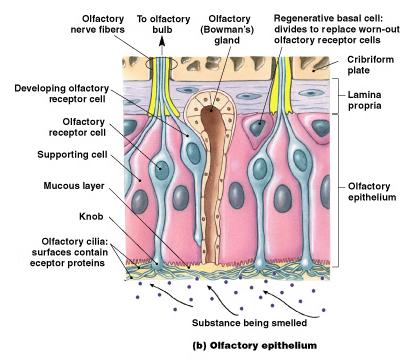 SPECIAL SENSES PART I: OLFACTION & GUSTATION 5 Special Senses Olfaction Gustation Vision Equilibrium Hearing Olfactory Nerves Extend through cribriform plate into nasal cavity on both sides of nasal