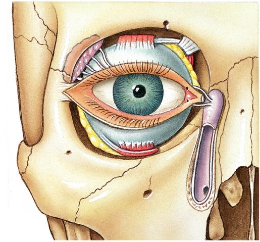 Accessory Structures of the Eye Palpebrae (eyelids) Extrinsic Muscles (6 of them) Lacrimal Glands (tears)