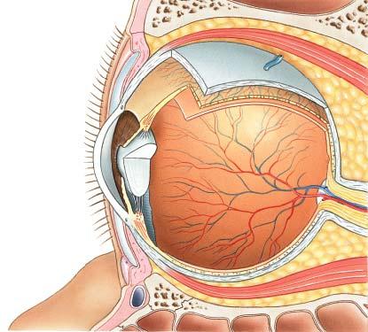 Vascular Tunic Functions Provides route for blood vessels and lymphatics that supply tissues of eye Regulates amount of light entering eye through the pupil Secretes reabsorbs aqueous humor that