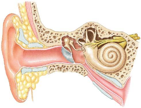 SPECIAL SENSES PART III: HEARING & EQUILIBRIUM The Ear External ear Middle ear Inner ear External Ear Auricle Provides directional sensitivity External acoustic canal Ends