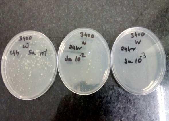 34 Ravikant Sharma, Babita Chaudhary & Usha Sayed Test Organism According To AATCC 100 Antimicrobial Test Standards Staphylococcus aureus and E. Coli Sample Size Required for AATCC 100 Test Method 4.