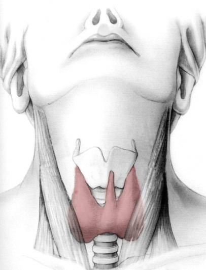 What is the thyroid gland? The thyroid is a large butterfly-shaped gland in the neck that sits like a bow tie just below the voicebox (Fig. 1).