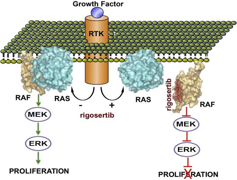 RIGOSERTIB MECHANISM OF ACTION Inhibits cellular signaling as a Ras mimetic by targeting the Ras-binding domain (RBD) a Novel MOA blocks multiple cancer targets and downstream pathways PI3K/AKT and