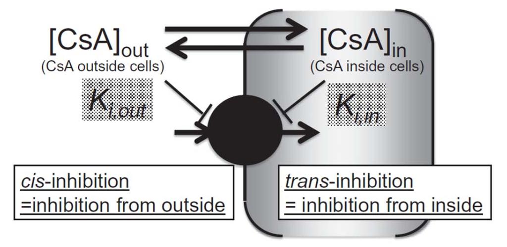 Proposed mechanism of time-dependent OATP1B1 inhibition by CsA CsA inhibits OATP1B1 from both outside (cis-inhibition) and inside (trans-inhibition) of cells.
