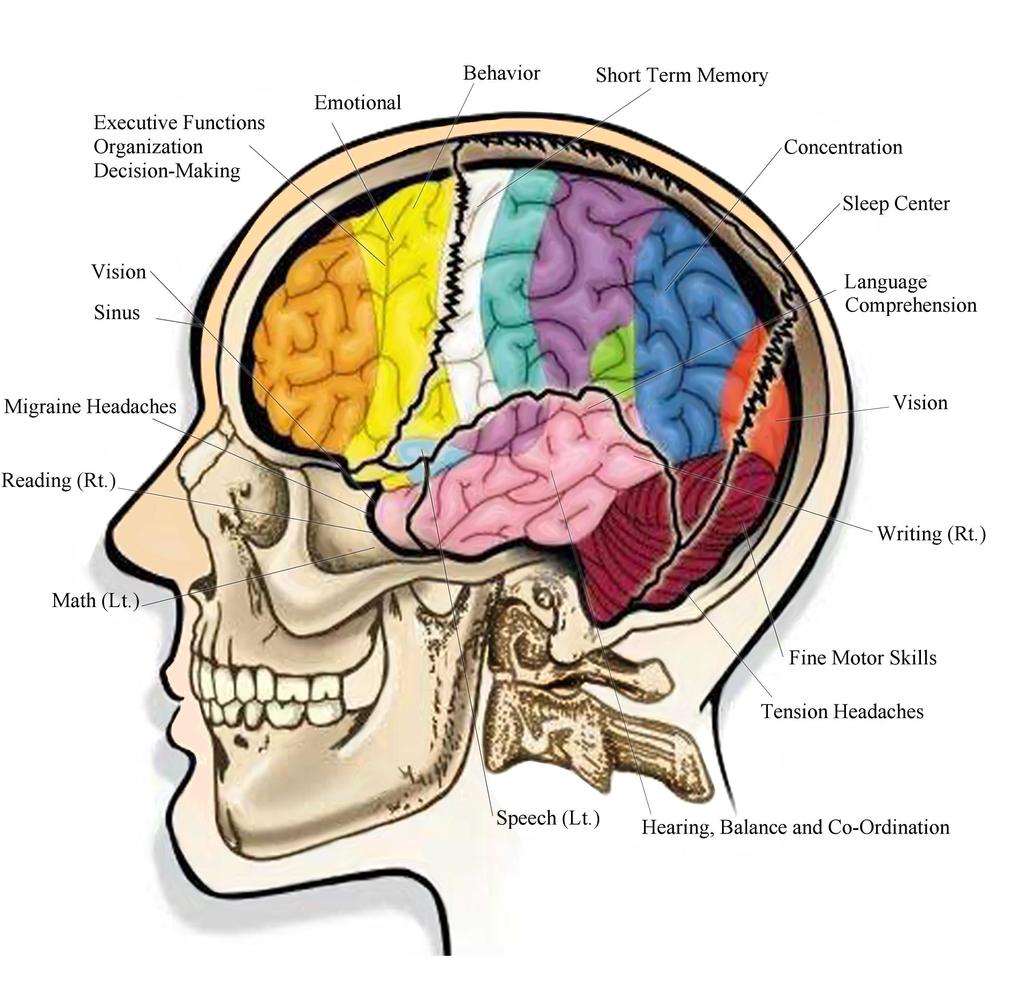 Fig. 2. Cranial Mapping Cranial mapping is a relatively new area of scientific research. This is the study of what parts of the brain control which functions.
