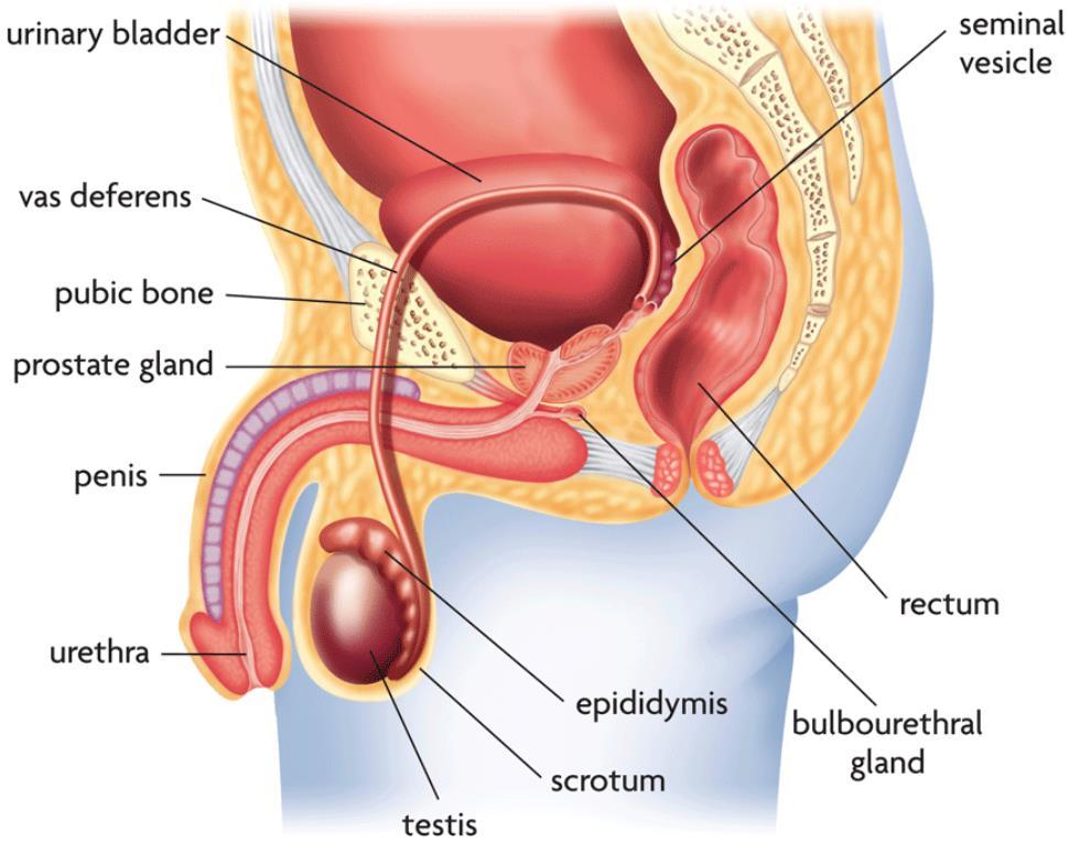 Your bladder sits deep in the pelvis