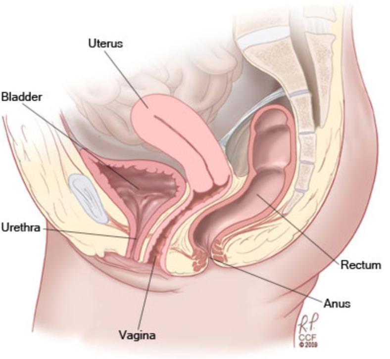 rectum -above the prostate in men -in