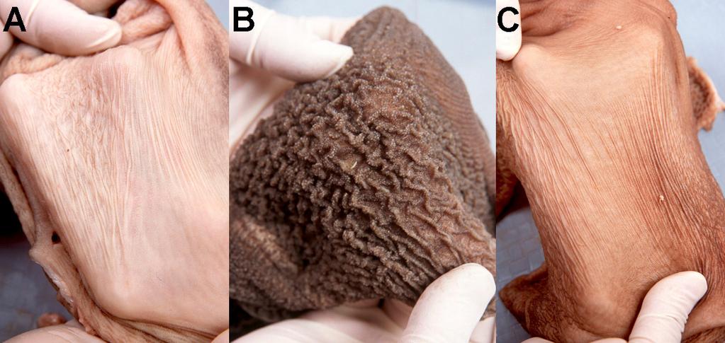 Figure 1. Comparison of rumen papillae development at 6 weeks in calves fed milk only (A), milk and grain (B), or milk and dry hay (C).