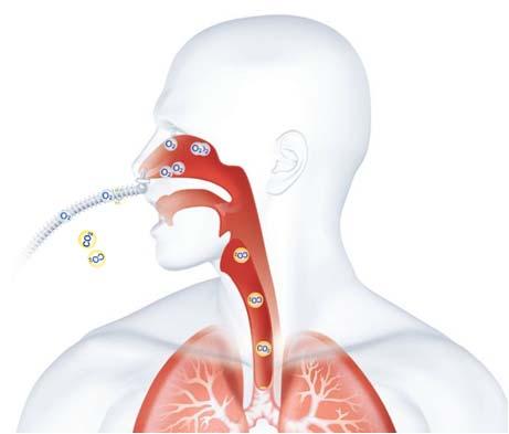 Mechanisms of Action: Flushing of Anatomical Deadspace Continuous flushing of the upper airway (anatomical deadspace) Washout is caused by the continuous delivery of high flows 37 Mechanisms of