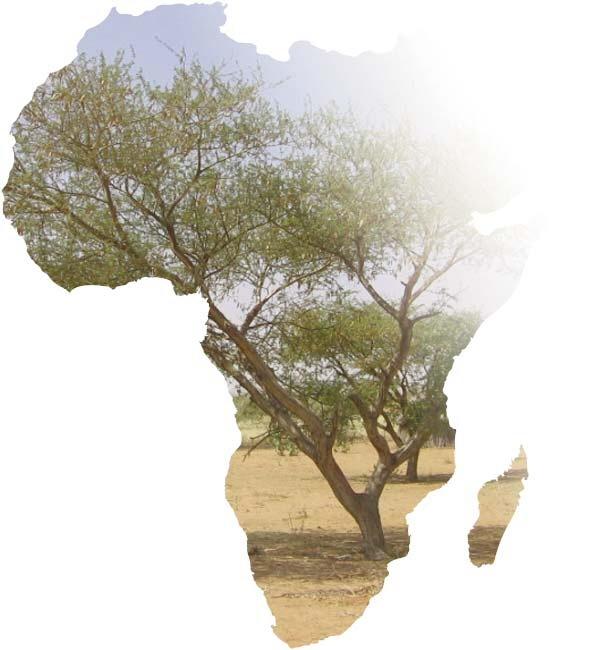 Sustainability Acacia gum, a powerful tool for sustainable development in Africa Sustainable development Economical Helps the socio-economic development