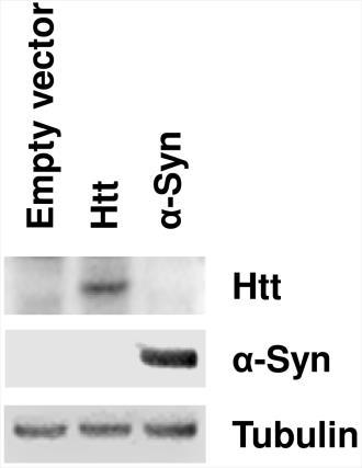 Supplementary Figure 11. Transfected Hek 293T cells express Htt or -Syn.