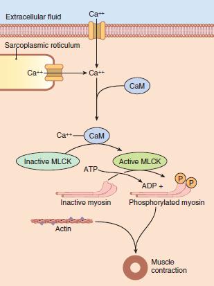 Intracellular calcium ion (Ca++) concentration increases when Ca++ enters the cell through calcium channels in the cell membrane or is released from the sarcoplasmic reticulum.