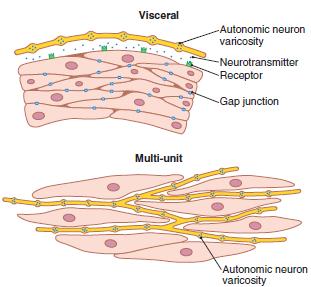 NEUROMUSCULAR JUNCTIONS OF SMOOTH MUSCLE The autonomic nerve fibers that innervate smooth muscle generally branch diffusely on top of a sheet of muscle fibers.