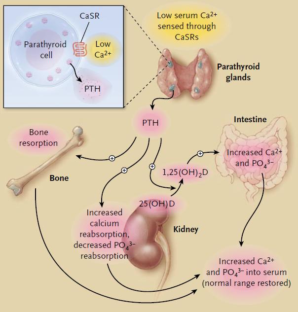 PTH effect on: Ca Phos Kidney Bone