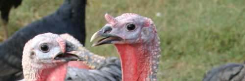 ~ Chicken & Turkey ~