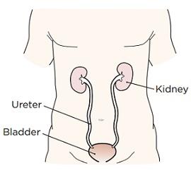 Figure 2. How kidneys work Figure 1.