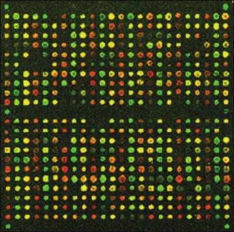 The development of a new biotechnology, microarrays had a major impact on research into gene expression because they allow scientists to study thousands of genes all at the same time giving the