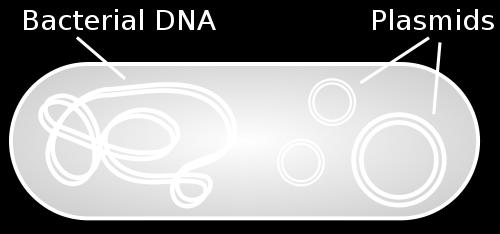 A Human Genome microarray will contain small fragments of each of the genes in the genome. These are called probes. Each spot on the slide contains multiple copies of the same probe.