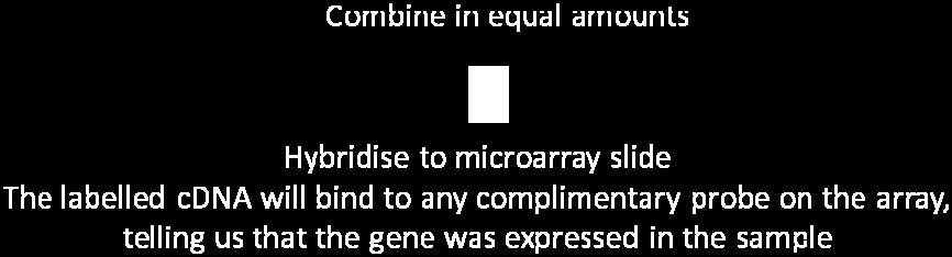 Because the role of Fig 9: The microarray image produced from the Liggins Institute Human Growth Hormone Study some of the genes was known, the scientists could identify which