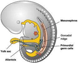 Development of the Gonads The Urogenital ridge arises from the Intermediate mesoderm It consists of: Nephrogenic cord - Urinary apparatus Genital