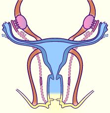 In the female, the upper gubernaculum forms the suspensory ligament of ovary.