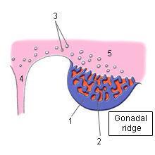 Indifferent Gonad Shortly before and during arrival of PGC, the epithelium of the genital ridge proliferate, penetrate the underlying mesenchyme.