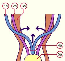 Formation of uterus 7 th to 8 th week Up to the 7th week two canal systems on each side exist in both sexes.