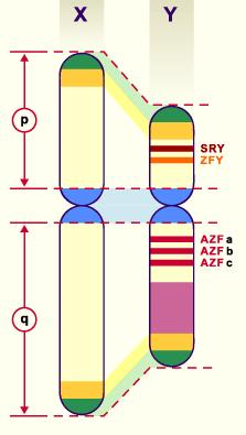 Pseudo autosomal regions PAR1 and PAR 2 Yellow Heterochromatin redundant DNA sequences Pink SRY Region for Sex Determining Gene- Dark