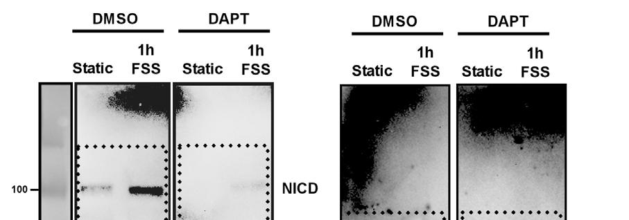 Supplementary Figure 1: Uncropped western blots for Figure 1B.