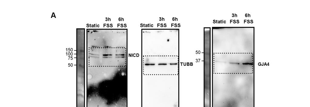 Supplementary Figure 3: Uncropped western blots for Figure 2.