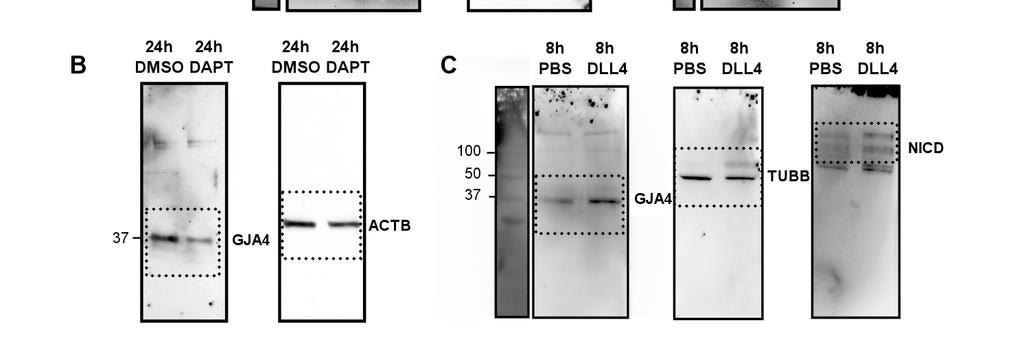 B) Uncropped blots showing that 24h DAPT decreases GJA4 expression in confluent HUVEC.