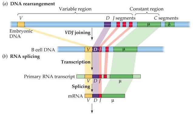 ! B-cell maturation joins V (variable), D (diversity) and J (segments) to form variable region of gene, connected
