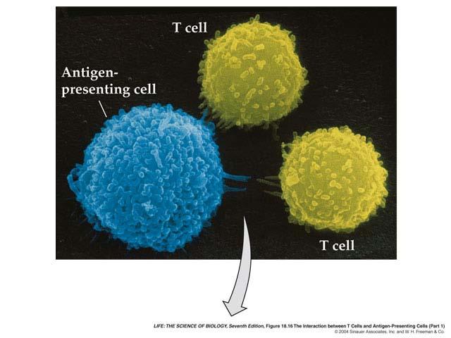 Cellular immunity: all cells display internal