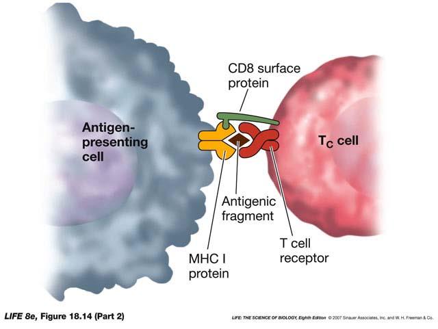 T C (cytotoxic) cells recognize foreign antigens Foreign (non-self: skin grafts,