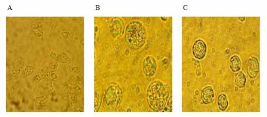 Fig. 1- Percentage of cell viability treated with methanolic crude extracts of four plants; (A) M. charantia, (B) A. paniculata, (C) Z. officinale and (D) C.